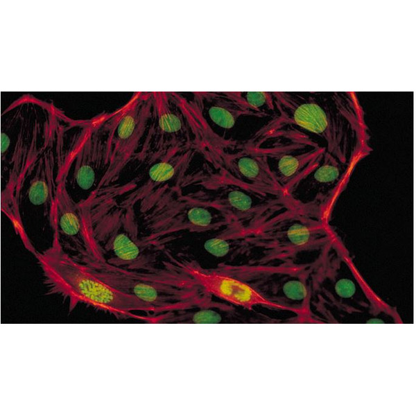 Microscope Evident Olympus CX41 fluorescence, trino, 40x,100x, 400x