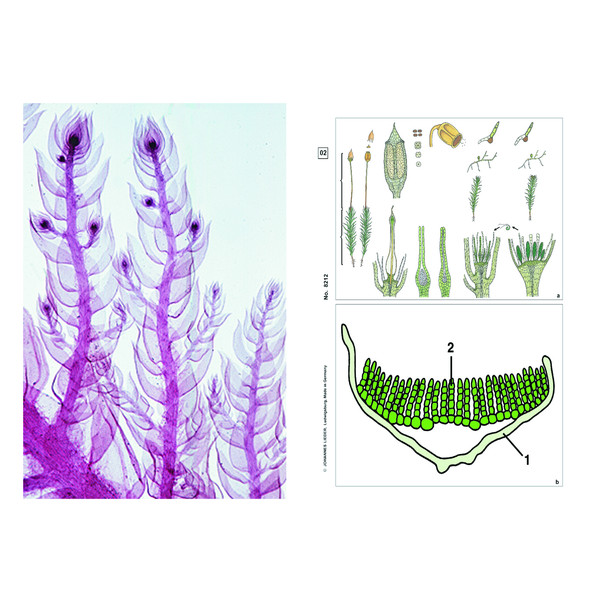 LIEDER Cryptogams, Supplementary Set of 12 slides, Student Set