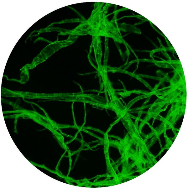 Microscope Optika Mikroskop B-510FL, trino, FL-HBO, B&G Filter, W-PLAN, IOS, 40x-400x