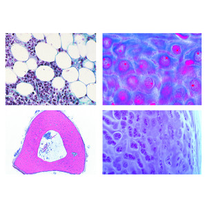 LIEDER Histologie der Haus- und Nutztiere für die Veterinärmedizin Teil I (24 Präp)