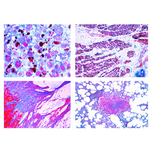 LIEDER Pathologische histologie voor de diergeneeskunde (22 preparaten)