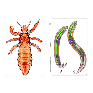 LIEDER Parasites of man and animals, Supplementary Set of 12 slides, Student Set