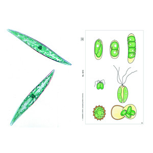 LIEDER Algae, Supplementary Set of 12 slides, Student Set