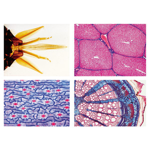 LIEDER Microscopic preparations school series of B (addition of A), 50 Praep.