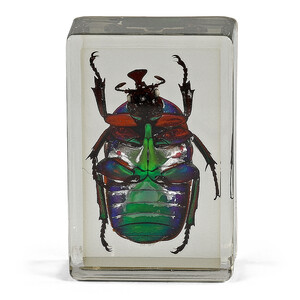 Omegon Dauerpräparat Grüner Rosenkäfer