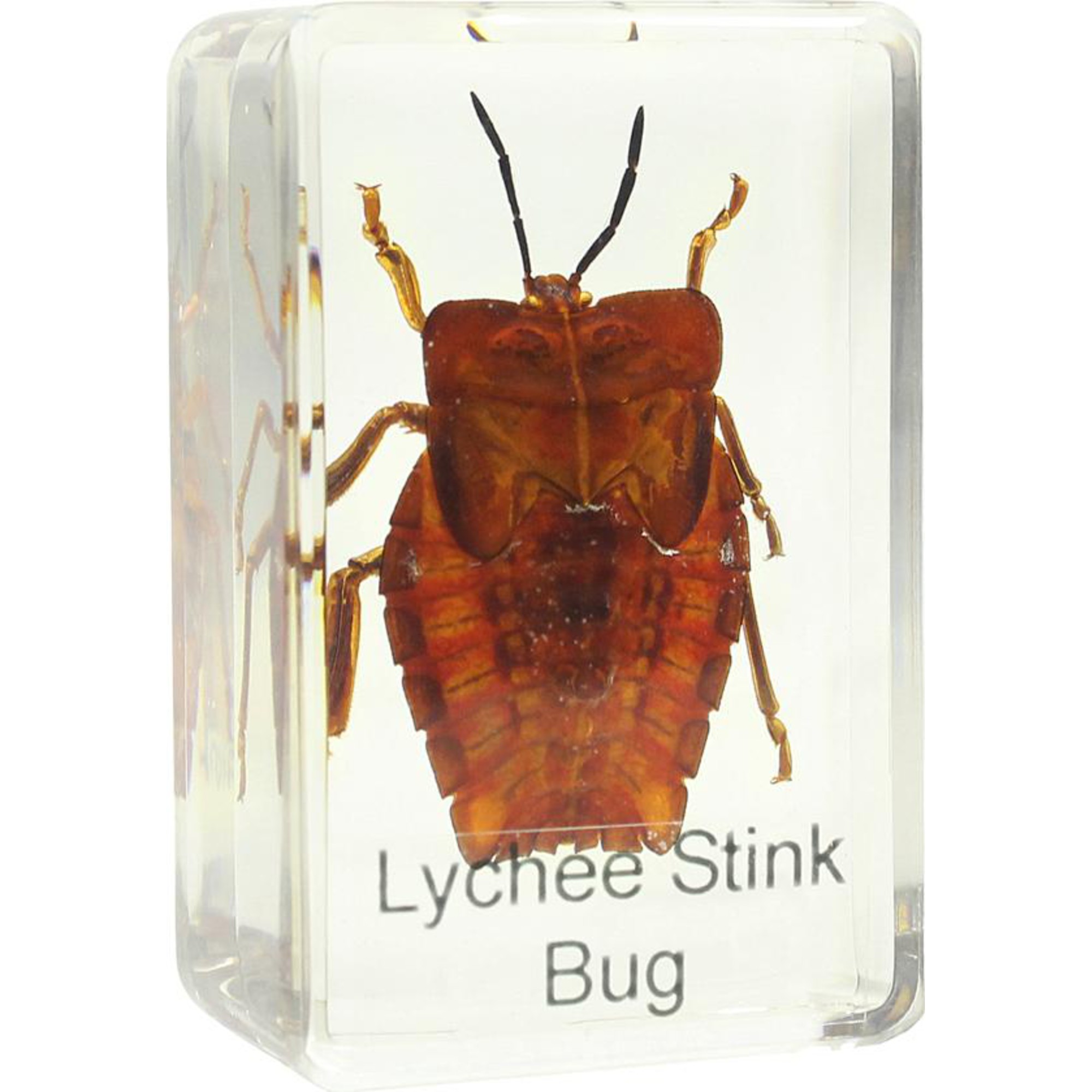 Microscope Slide Bug Omegon shield bug prepared slide