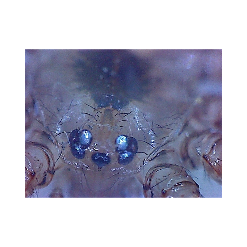 Omegon DigitalView Microscopio de mano USB