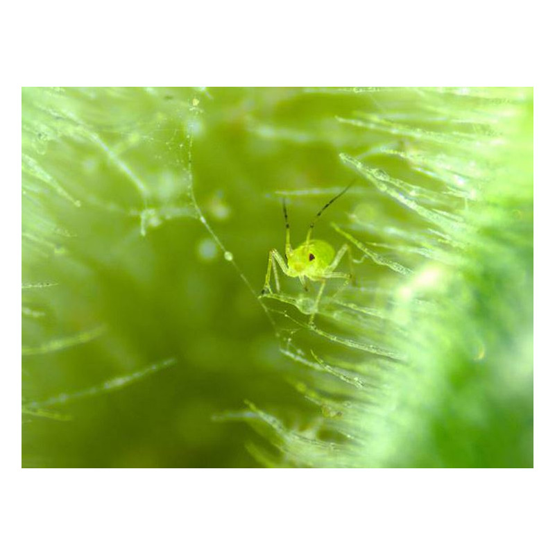 Microscope stéréo zoom ZEISS Stemi 305 trino, K EDU, Greenough, w.d. 110mm, 10x/23, 8-40x, Spot K LED