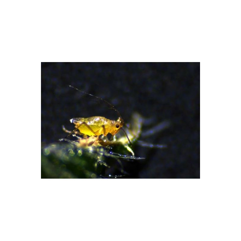 Microscope stéréo zoom ZEISS Stemi 305 cam W, K EDU, bino, Greenough, w.d. 110 mm, 10x/23, 8-40x, spot K LED, 4 MP, Wi-Fi