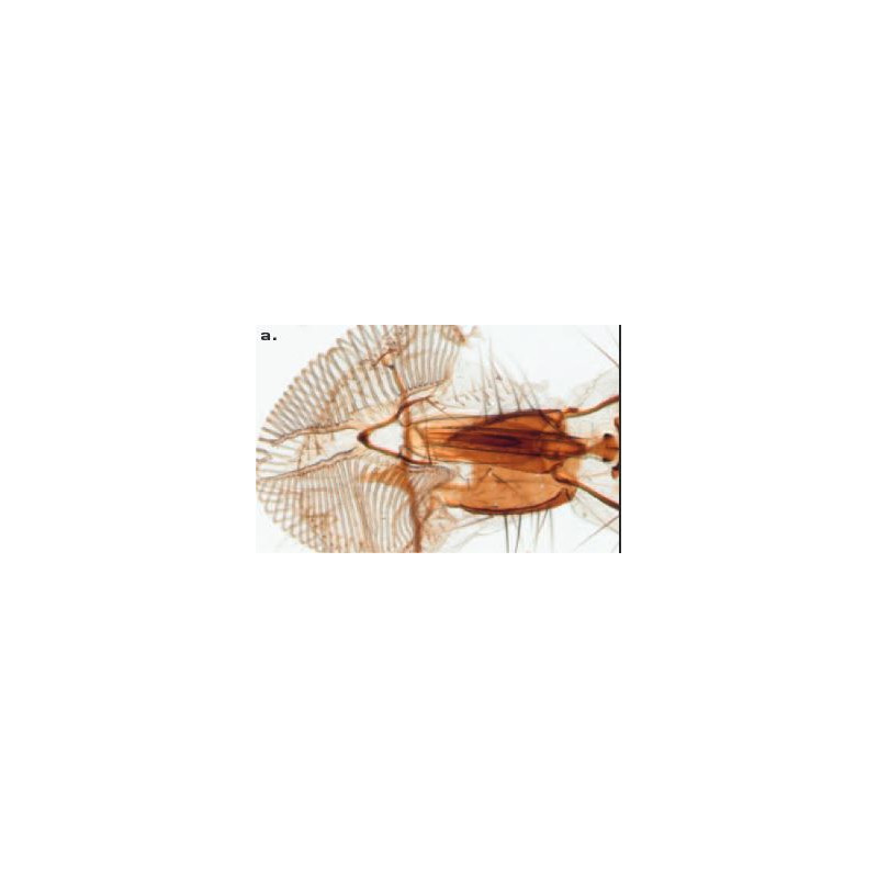 ZEISS SteREO Discovery.V8, VisiLED opvallend en doorvallend licht, 10x - 80x