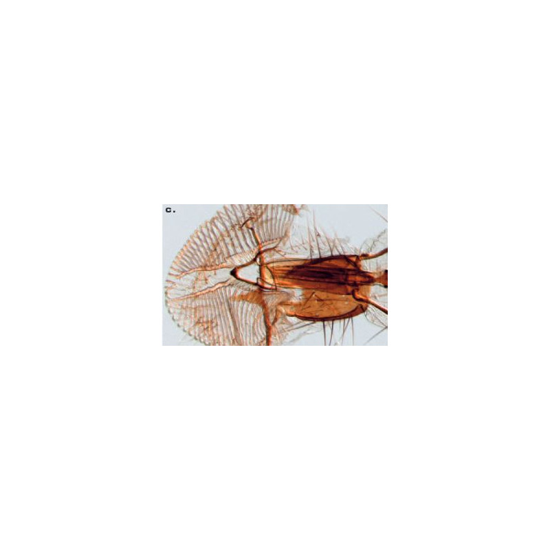ZEISS SteREO Discovery.V8, VisiLED opvallend en doorvallend licht, 10x - 80x
