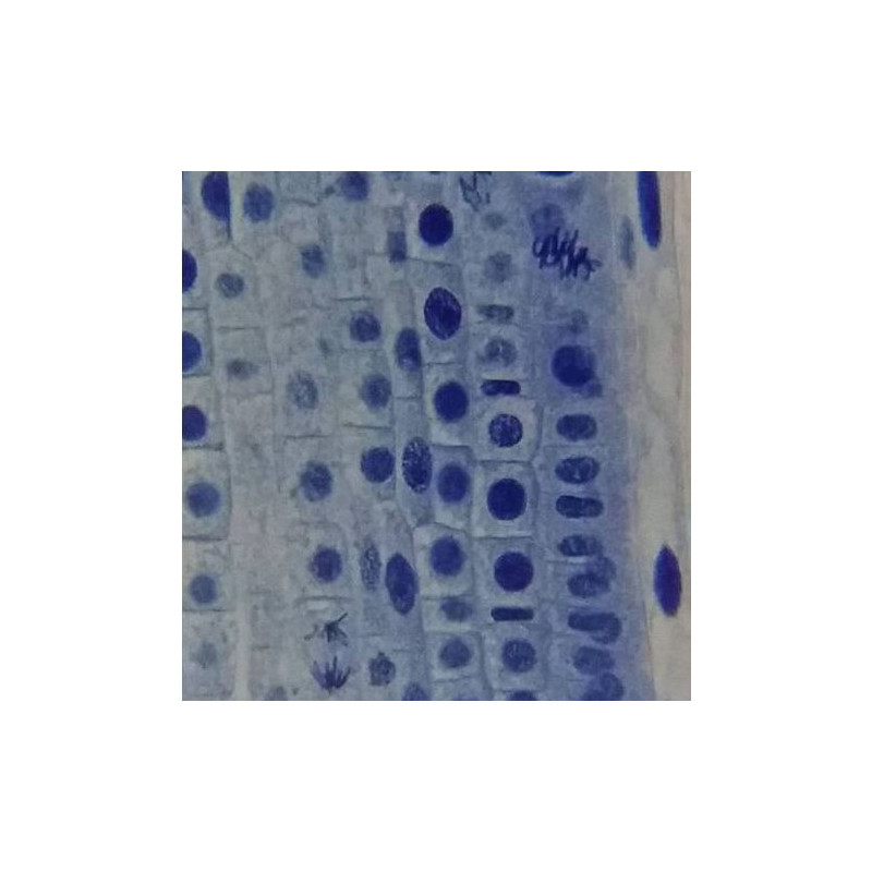 Bresser Microscoop Erudit Basic, mono, 40x-400x