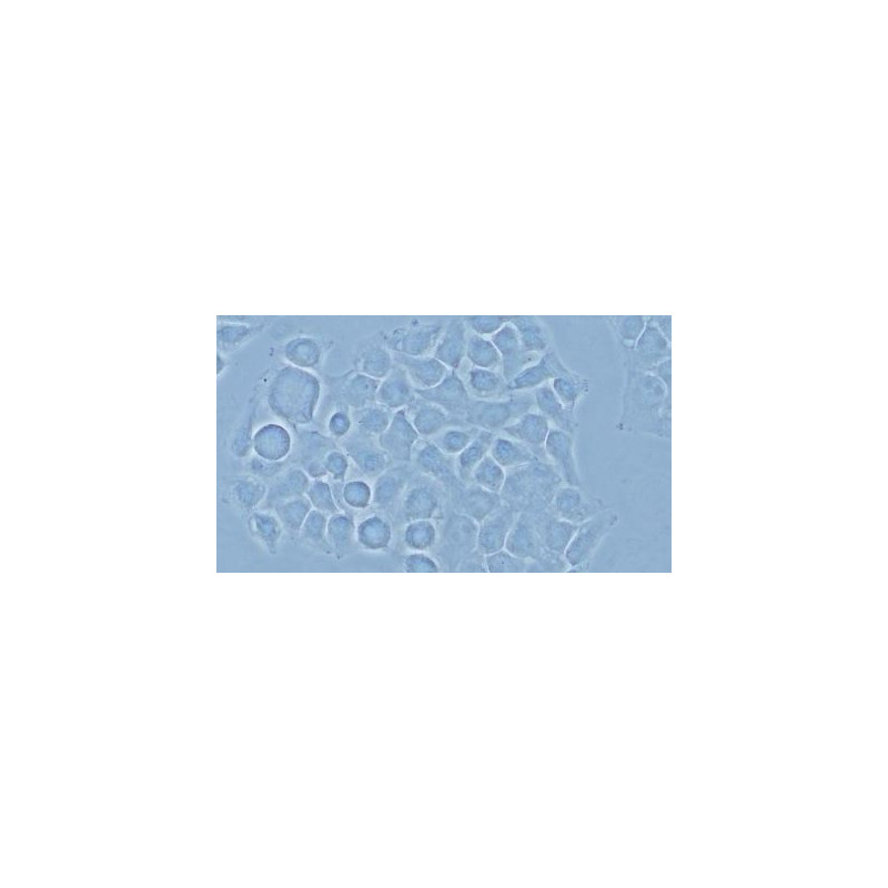 Evident Olympus Microscoop CX43 Standard, trino, infinity, LED, ohne Objektive!