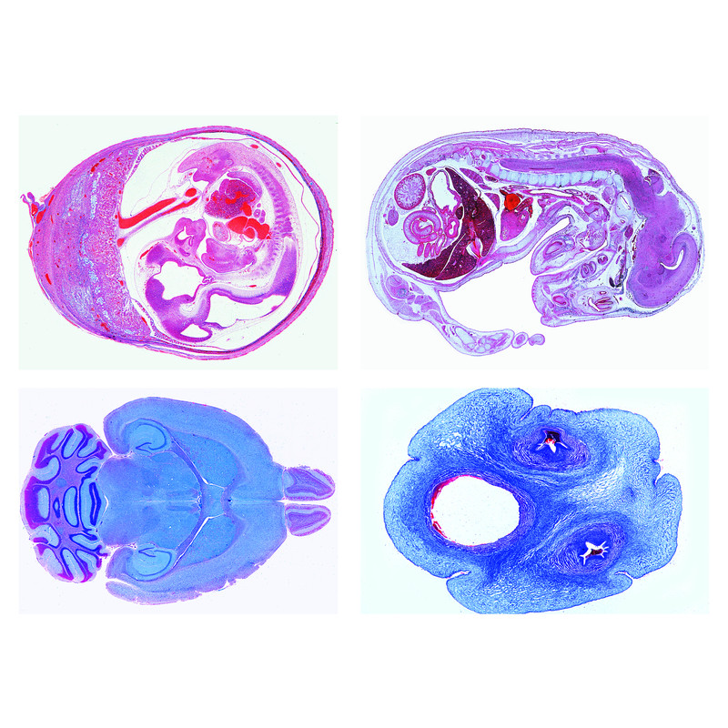 LIEDER Histologie des animaux domestiques et de ferme pour la médecine vétérinaire, Partie II (24 préparations)