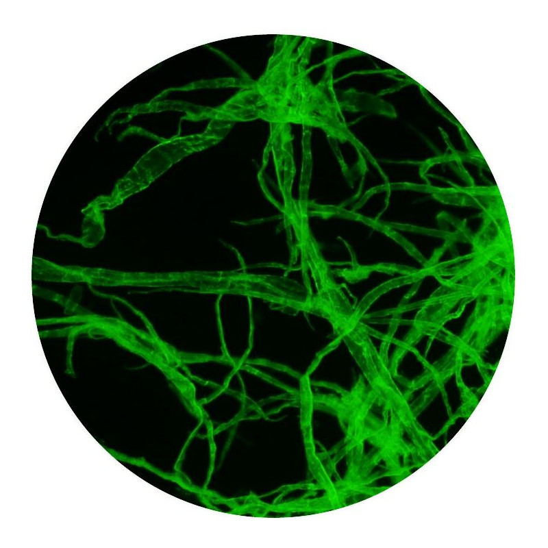 Optika Microscopio B-510FL, trino, FL-HBO, Filtro B&G, W-PLAN, IOS, 40x-400x