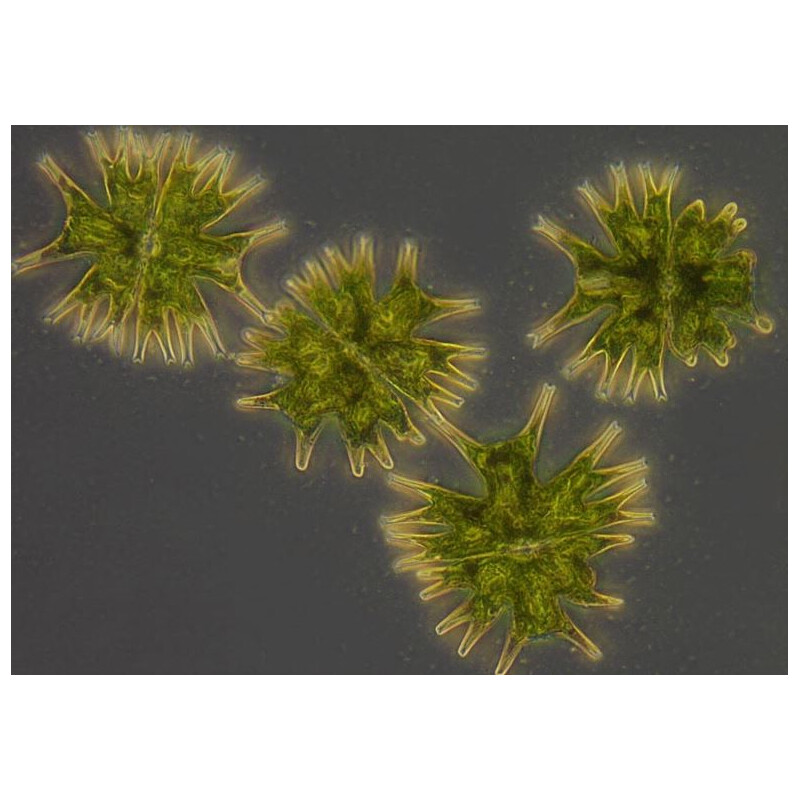 ZEISS Microscopio invertido Primovert bino Ph1, 40x, 100x, Cond 0,3