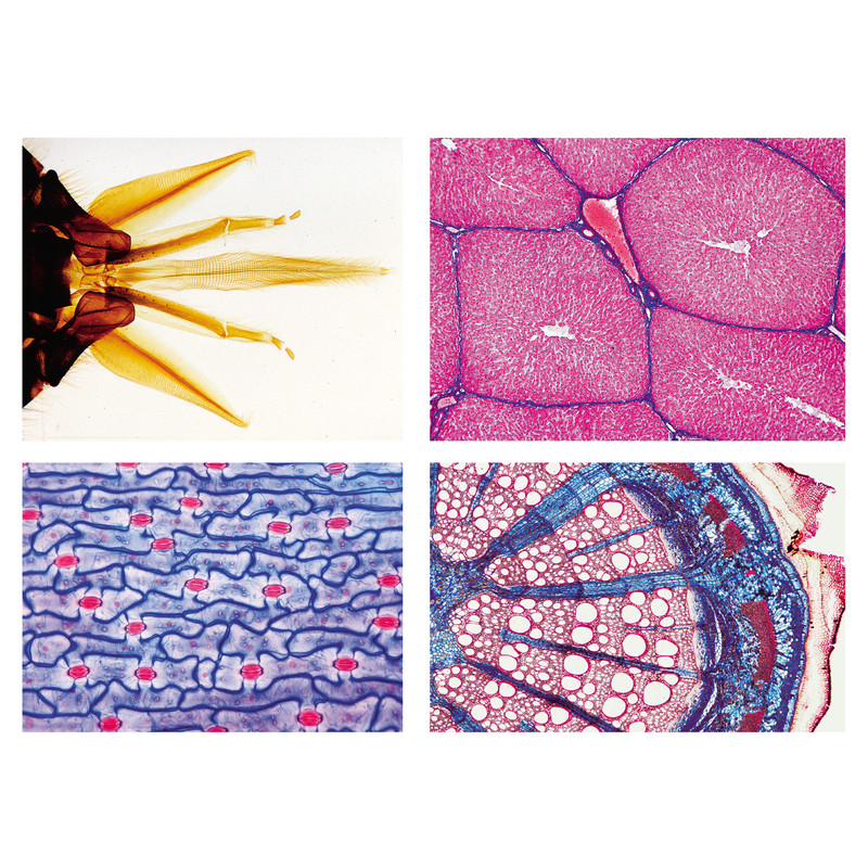 LIEDER Preparati per microscopio Serie Scolastica B (in aggiunta ad A), 50 prep.