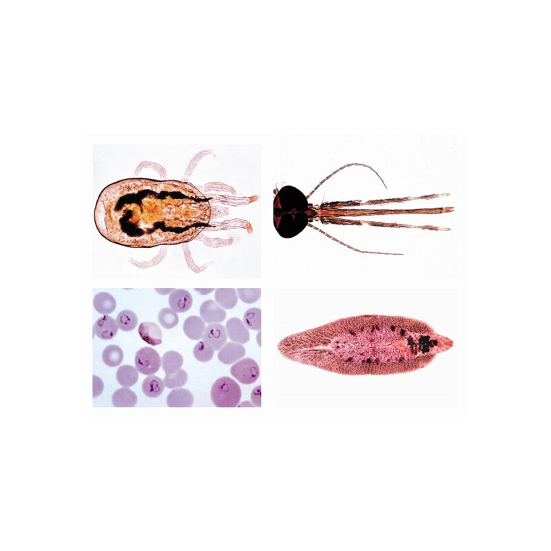 LIEDER 74900 Parasitology: Short series of native and tropical parasites of humans and domestic animals (25 specimens)