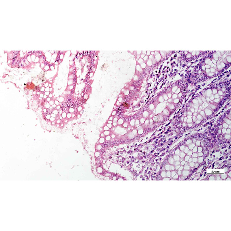 Microscope ZEISS Axiovert 5 Digital, PH, FL, 50-400x, Ph1, 0.4 NA, LED, 5 MP, mono