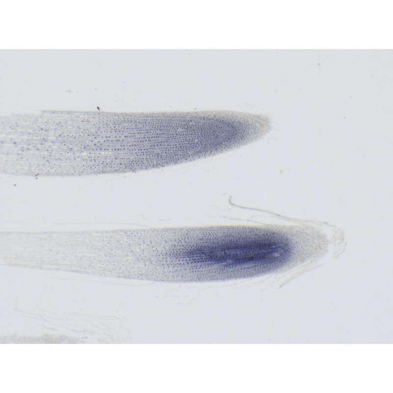 ZEISS Microscopio stereo zoom Stemi 355, C Edu, trino, distancia de trabajo 110 mm, 10x/23, 5,5:1, 7,2x-40x, AL/DL, Spot C LED