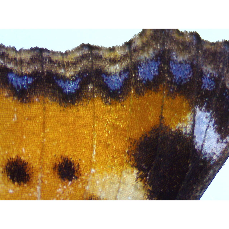 ZEISS stereo zoom microscoop Stemi 355, C Lab, trino, BF, DF, w.d. 110 mm, 10x/23, 5,5:1, 7,2x-40x, AL/DL, Spot C LED