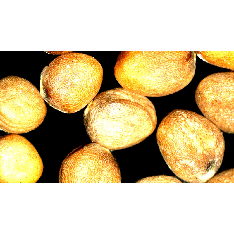 ZEISS Stemi 355 stereo zoom microscope, C Lab, trino, BF, DF, w.d. 110 mm, 10x/23, 5.5:1, 7.2x–40x, AL/DL, Spot C LED