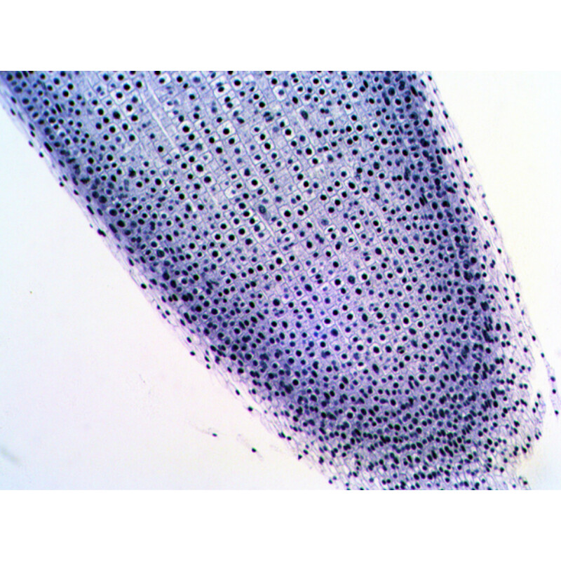 Levenhuk Prepared slides N20 NG