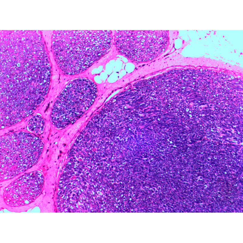Levenhuk Dauerpräparate N20 NG
