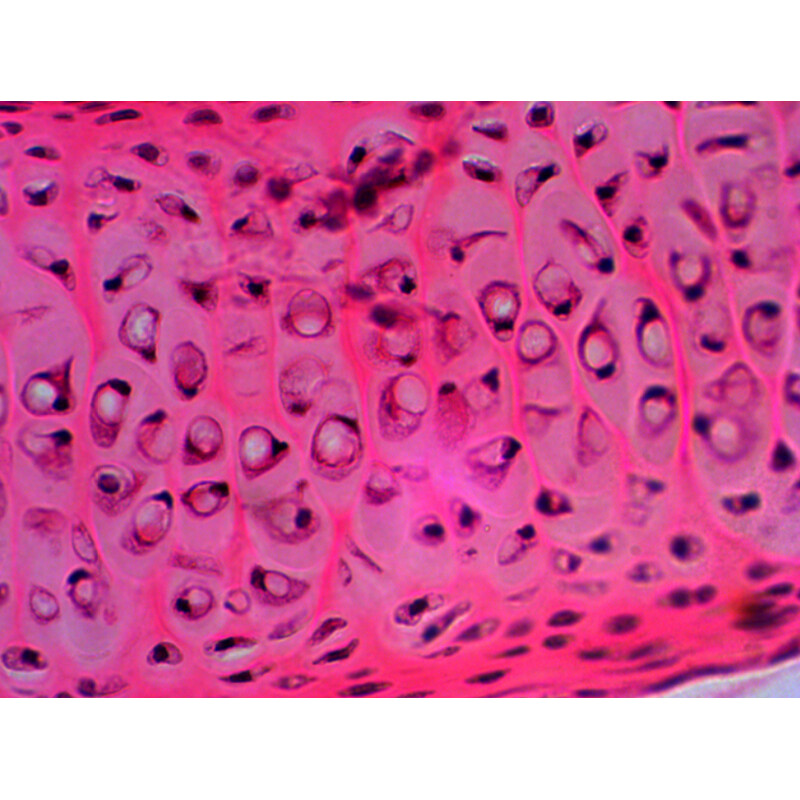 Levenhuk Preparati permanenti N20 NG